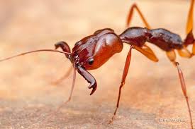 Black And White Wasp With Long Stinger Trap Jaw Ant By Melvynyeo On Deviantart Ants Ant Colony Unusual Animals