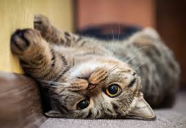 Here are 8 signs that will tell you if your cat is indeed happy. Telltale Signs You Have A Happy Cat Reader S Digest