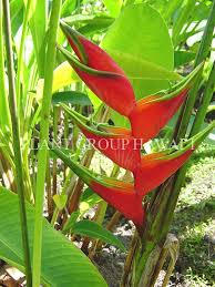 Pin On Heliconia S