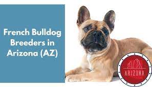 French bulldogs are prone to joint diseases, spinal disorders, heart defects and eye problems. 8 French Bulldog Breeders In Arizona Az French Bulldog Puppies For Sale Animalfate