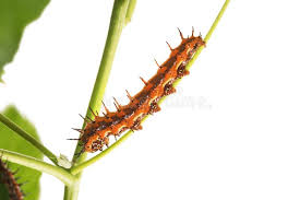 Check spelling or type a new query. Caterpillar Butterfly Gulf Fritillary Agraulis Vanillae On T Stock Image Image Of Closeup Creature 126201683