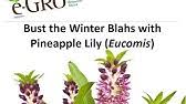 Maybe you would like to learn more about one of these? Aloha Lilies Pineapple Lily Youtube