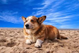 General nutritional recommendations for corgis. How Much Should I Feed My Corgi Hint It Depends Corgi Adoption