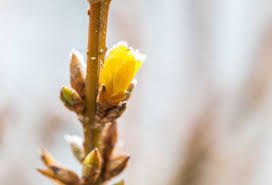 Welche pflanzen dürfen erst nach den eisheiligen ins freiland? Die Eisheiligen Die Bauernregel Was Ist Dran Gartenfreunde Ratgeber De