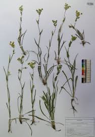 Image result for Vincetoxicum stenolobum