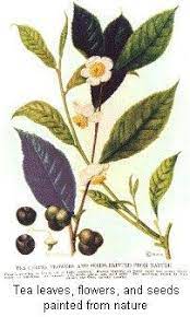 The brewed tea is nutritious and very. Tea Manufacturing Process Teekampagne