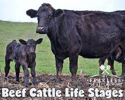 Beef Cattle Life Stages My Fearless Kitchen