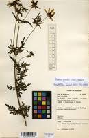 Image result for Bidens grantii