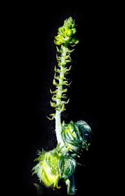 Image result for Tragia rupestris