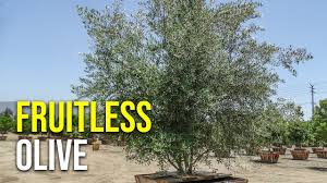 Check spelling or type a new query. Fruitless Olive Youtube