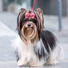 Maybe you would like to learn more about one of these? Welcome To American Pet Hospital Gp Veterinarians
