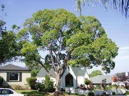 Cinnamomum Camphora Camphor Tree They Make Me Think A Trees In A Model Deciduous Trees Landscape Trees Landscape