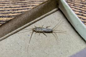Homes, and the best weapon against them is having homeowners can also place traps, rodenticides, or glue boards to capture and kill the mice. The Best Silverfish Traps Insect Cop