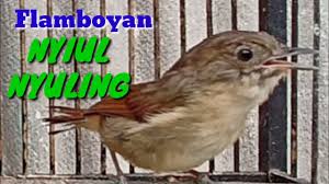 We did not find results for: Video Flamboyan Gacor Nyerecet Dan Nyuling Ampuh Buat Masteran Dan Pancingan Getting My Video Music Dowload To Work Music Radio Streaming