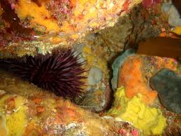 Image result for Eriochrysis