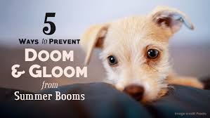In fact, 80 percent of dogs and 70 percent of cats over three years of age suffer from some form of dental disease, making. 5 Ways To Prevent Doom Gloom From Summer Booms Navarro Small Animal Clinic Victoria Tx Veterinarian