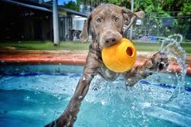 Guests at paradise herbal resort can enjoy a vegetarian breakfast. Pet Paradise Phoenix 1 602 277 3647