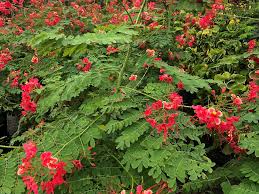 Image result for Caesalpinia