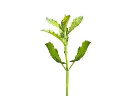 Image result for Blumea