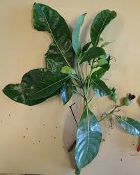 Image result for Leptactina