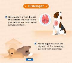 What Causes Seizures In Dogs Canna Pet