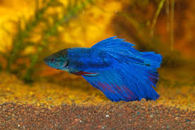 In other words, this means your. What Do Betta Fish Eat A Betta Feeding Guide For Beginners Pethelpful By Fellow Animal Lovers And Experts