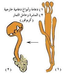 ((فرَض رسولُ اللهِ صلَّى الله عليه وسلَّم زكاةَ الفطرِ صاعًا من تمرٍ. Ø´ÙŠØ¨ÙŠØ§Øª Ø§Ù„Ù…Ø¹Ø±ÙØ©