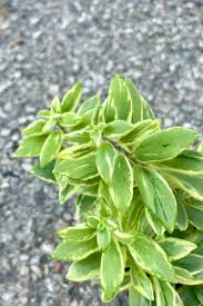 Image result for Aeschynomene bullockii