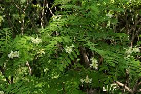 Image result for Sophora velutina