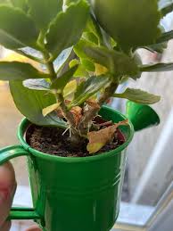 Image result for Kalanchoe rosalina