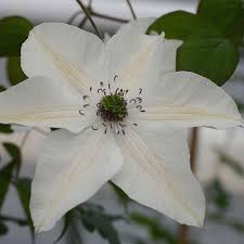 The rose helps to your garden space keep full even after the clematis has gone dormant. Clematis Pistachioa Evirida Plants Thompson Morgan