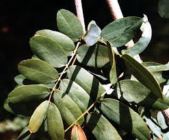 Image result for Baikiaea