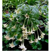 Image result for Rothmannia longiflora