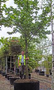 We did not find results for: Large Specimen Trees Up To 6m For Sale Online And Tree Finder Service