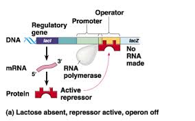 Lac Operon Regulation Of Gene Expression In Prokaryotes Gene Expression Regulation Of Gene Expression Molecular Biology