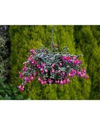 We did not find results for: Antibiotika Zamerne Temer Mrtvy Fuchsia Hanging Basket Skrinka Kapesnik Opice
