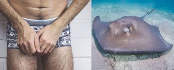 Für schlagzeilen sorgte er, als er vor zwei. Badespass Endet Brutal Mann In China Von Stachelrochen In Penis Gestochen