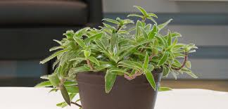 Image result for Cyanotis