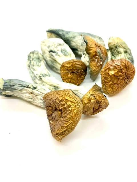 Dried Albino Makilla Gorilla mushrooms displayed together, featuring pale cream-colored caps and thick, dense stems.