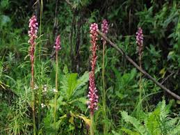 Image result for Satyrium crassicaule