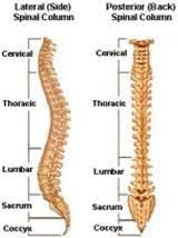 Cervical, thoracic, lumbar, and sacral. Faq Orthopedic And Spinal Surgery Reston Fairfax Virginia