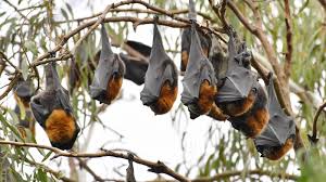 Water spraying is probably the most harmless but effective way of doing away with bats from the house. Expert Bats Away Call For Ridiculous Cull Of Yarra Bend Flying Foxes