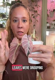 Should I Cut My Alocasia Leaves If Root Rot