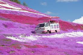 「長芋ソフト　芝桜」の画像検索結果