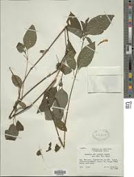 Image result for Barleria crossandriformis