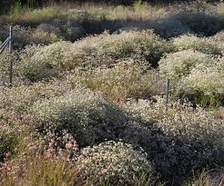 See more ideas about california flowers, flowers, plants. California Native Plants