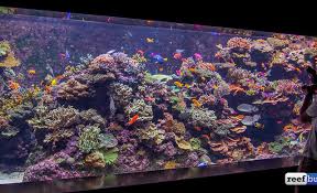 Category S E A Aquarium Reef Builders The Reef And Saltwater Aquarium Blog