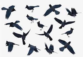 Download Bluejay Drawing Stellar Jay Png Library Stock Blue Jay Silhouette Png Image For Free Search More Creative Png Reso Blue Jay Silhouette Png Drawings