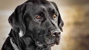 How Much Does A Black Labrador Cost 2021 Truth About The Costs