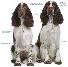 Thebarkspace.com is a participant in the amazon services llc associates program, an affiliate advertising program designed to provide a means for sites to earn advertising fees by advertising and linking to amazon.com. Details Pet Supplies Plus